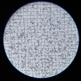 Vue microscope sans filtration